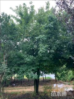 高度650厘米丛生三角枫