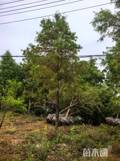 10公分墨西哥落羽杉