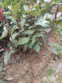 高度40厘米红叶石楠小苗