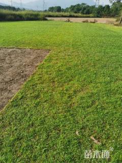 草块状马尼拉草