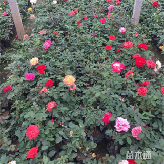 高度60厘米地被月季