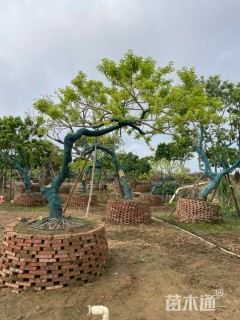 20公分红果冬青