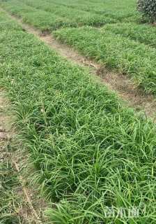30厘米常绿萱草