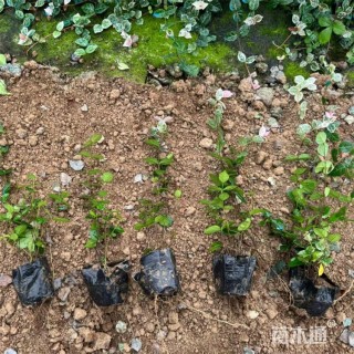 35厘米花叶络石