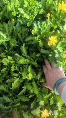 高度30厘米黄金菊