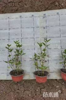 高度15厘米鼠尾草