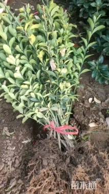 高度70厘米紫叶小檗