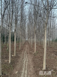 12公分美国红枫-秋火焰