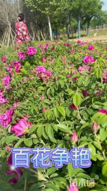 高度30厘米四季玫瑰