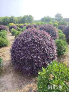 冠幅180厘米红花继木球