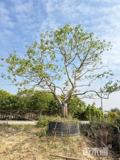 20公分红果冬青