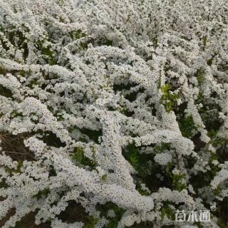高度20厘米喷雪花