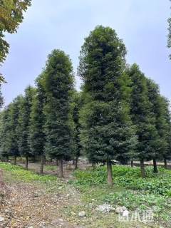 25公分小叶桢楠