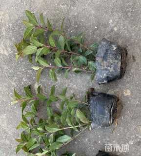 高度40厘米地中海荚迷