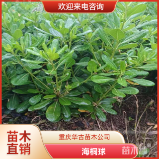 冠幅30厘米海桐球