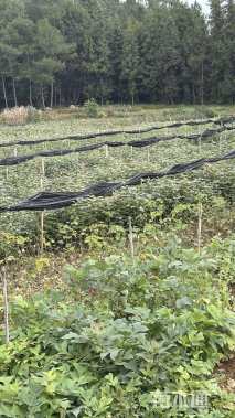 高度40厘米栾树小苗