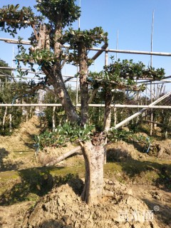 20公分造型椤木石楠