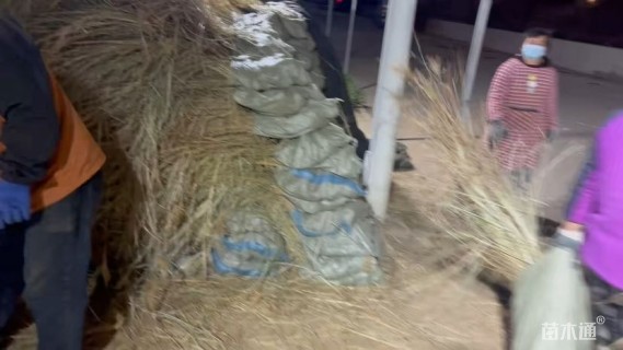 高度40厘米细叶芒