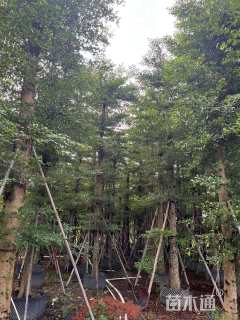 15公分小叶榄仁