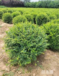 高度100厘米水蜡球