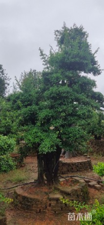移栽苗造型椤木石楠