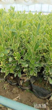 高度35厘米金边黄杨