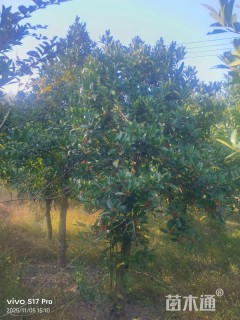 高度450厘米苦丁茶