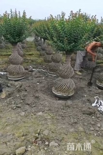 60公分紫薇花瓶