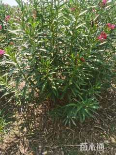 高度150厘米红花夹竹桃