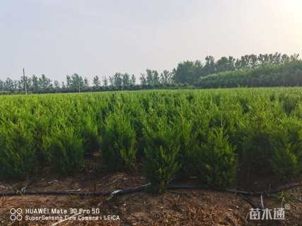 高度100厘米蜀桧柏