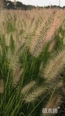 高度30厘米大布尼狼尾草