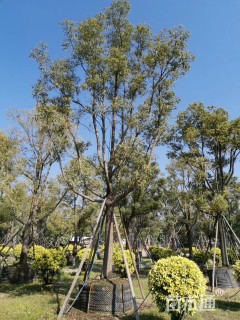 29公分香樟