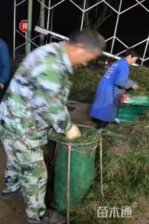 高度20厘米麦冬