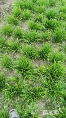 高度13厘米麦冬