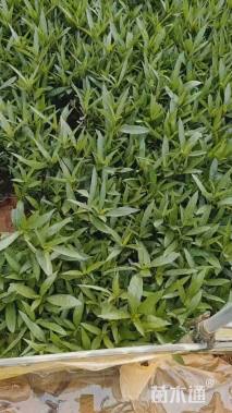 高度25厘米翠芦莉