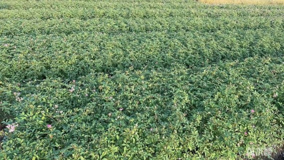 高度40厘米丰花月季小苗