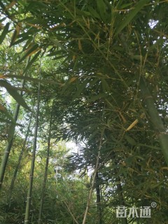 3公分雷竹