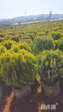 高度30厘米洒金柏