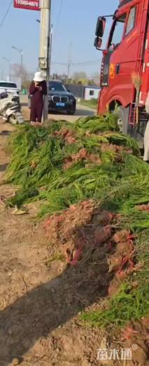 高度35厘米龙柏小苗