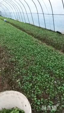 高度5厘米大吴风草