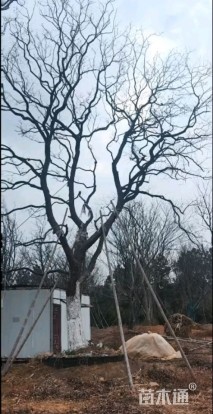 45公分造型乌桕