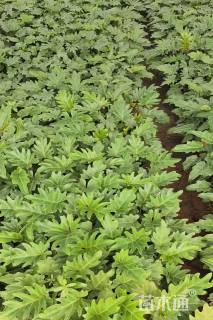 高度30厘米仙羽蔓绿绒