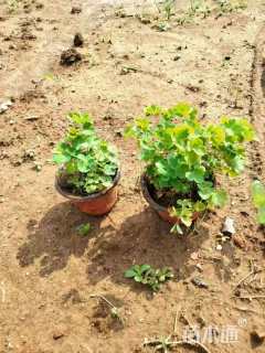 高度10厘米耧斗菜