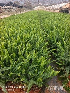 高度30厘米肾蕨