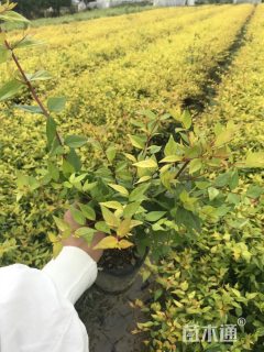 高度35厘米六道木