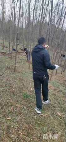 高度150厘米银杏小苗