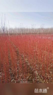 高度150厘米红瑞木