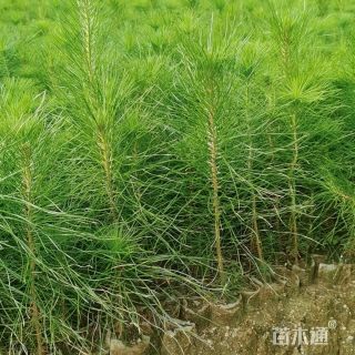 高度50厘米湿地松小苗