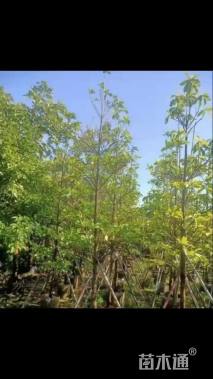 15公分尖叶杜英