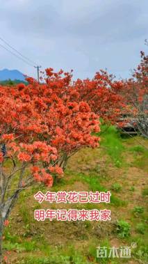 高度200厘米杜鹃